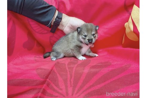 成約済の奈良県の豆柴-253344の7枚目