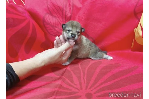 成約済の奈良県の豆柴-253344の6枚目