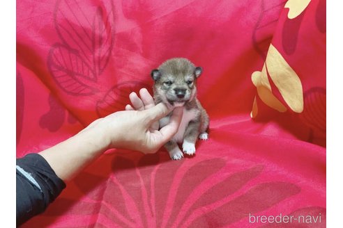 成約済の奈良県の豆柴-253344の4枚目