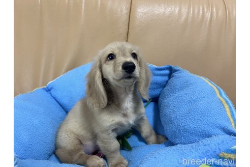 成約済の栃木県のミニチュアダックスフンド(ロングヘアード)-251305の1枚目