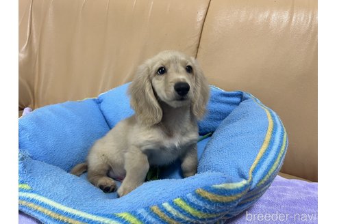 成約済の栃木県のミニチュアダックスフンド(ロングヘアード)-251305の3枚目