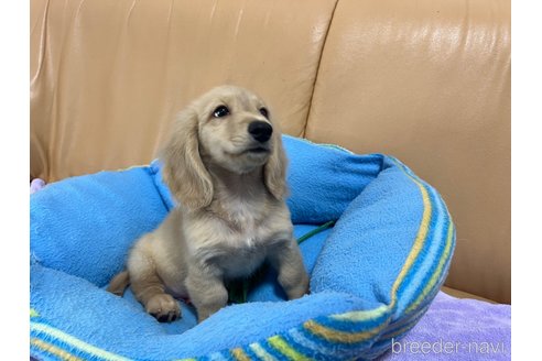 成約済の栃木県のミニチュアダックスフンド(ロングヘアード)-251305の2枚目
