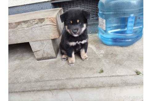 成約済の岡山県の柴犬-250471の1枚目