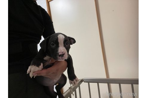 販売中の鹿児島県のアメリカンブリー-253426