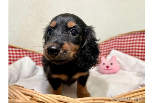 成約済の福岡県のミニチュアダックスフンド(ロングヘアード)-250993の3枚目