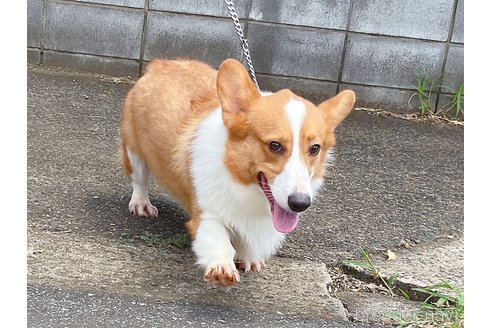 成約済の千葉県のウェルシュコーギーペンブローク-246753の2枚目