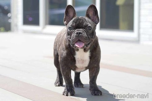 成約済の京都府のフレンチブルドッグ-241733の1枚目