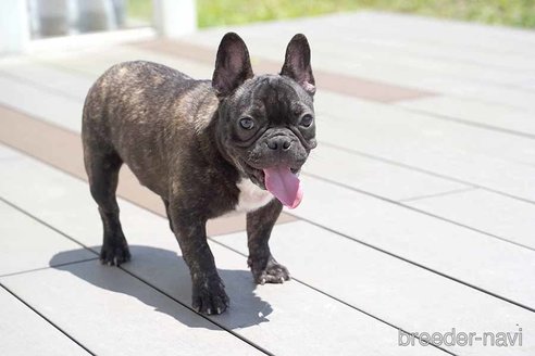 成約済の京都府のフレンチブルドッグ-241733の3枚目