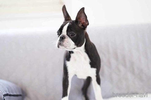 成約済の京都府のボストンテリア-241641の1枚目