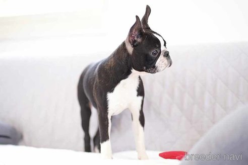 成約済の京都府のボストンテリア-241641の2枚目