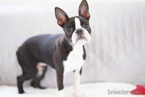 成約済の京都府のボストンテリア-241641の3枚目