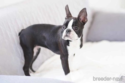 成約済の京都府のボストンテリア-241641の4枚目