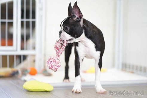 成約済の京都府のボストンテリア-241641の5枚目