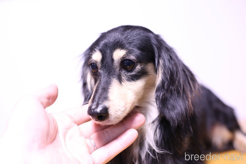 成約済の愛知県のカニンヘンダックスフンド(ロングヘアード)-253452の2枚目