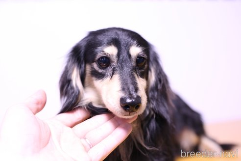 成約済の愛知県のカニンヘンダックスフンド(ロングヘアード)-253452の3枚目