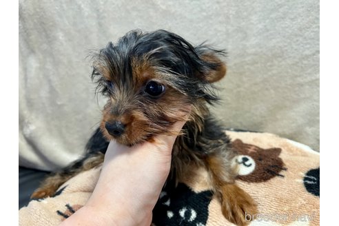 成約済の滋賀県のヨークシャーテリア-235624の5枚目