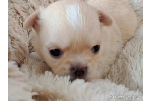 成約済の愛知県のチワワ(ロングコート)-253462の12枚目