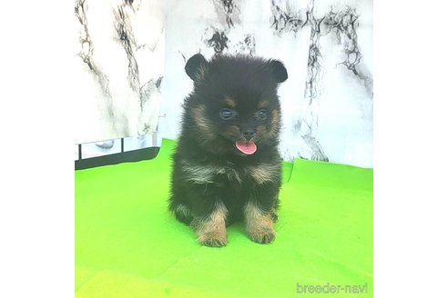 成約済の茨城県のポメラニアン-251780の28枚目