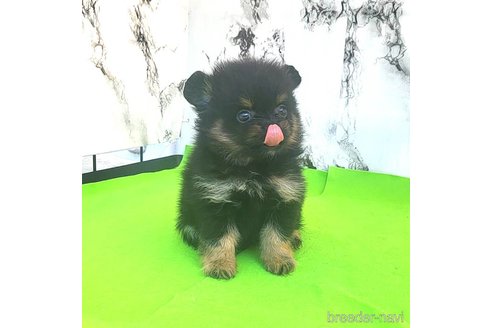成約済の茨城県のポメラニアン-251780の30枚目