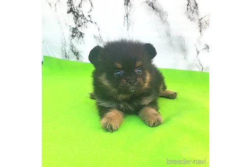 成約済の茨城県のポメラニアン-251780の26枚目
