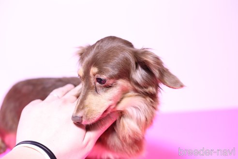 成約済の愛知県のカニンヘンダックスフンド(ロングヘアード)-253480の3枚目