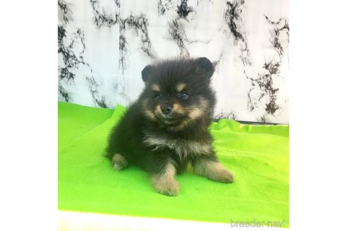 成約済の茨城県のポメラニアン-251778の6枚目