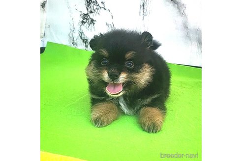 成約済の茨城県のポメラニアン-251775の20枚目