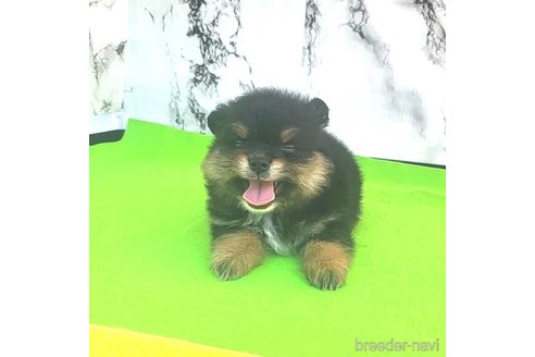成約済の茨城県のポメラニアン-251775の17枚目