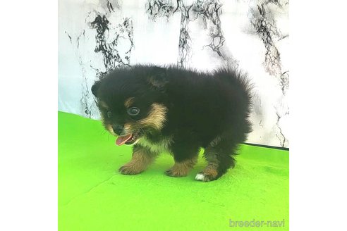 成約済の茨城県のポメラニアン-251775の19枚目
