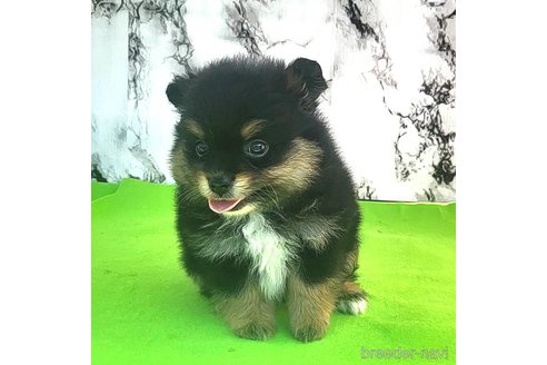 成約済の茨城県のポメラニアン-251775の18枚目