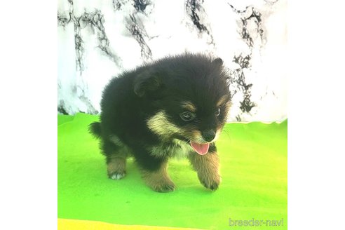 成約済の茨城県のポメラニアン-251775の16枚目