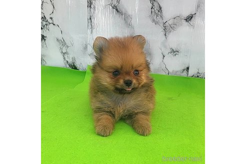 成約済の茨城県のポメラニアン-251770の52枚目