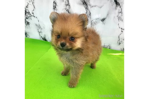 成約済の茨城県のポメラニアン-251770の51枚目
