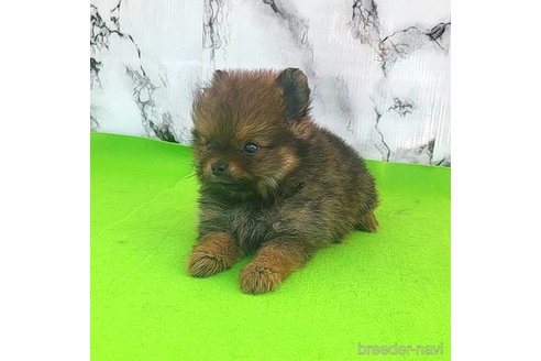 成約済の茨城県のポメラニアン-251766の55枚目
