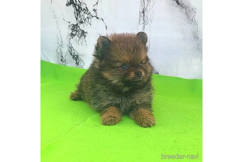 成約済の茨城県のポメラニアン-251766の54枚目