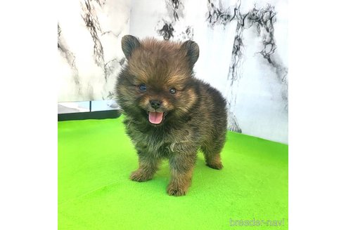 成約済の茨城県のポメラニアン-251766の52枚目