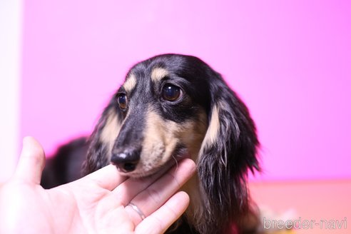 成約済の愛知県のカニンヘンダックスフンド(ロングヘアード)-253488の3枚目