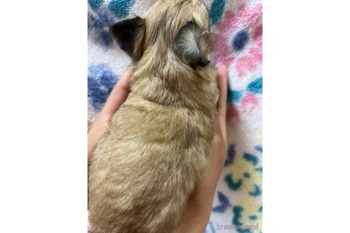 成約済の千葉県のチワワ(ロングコート)-253533の45枚目