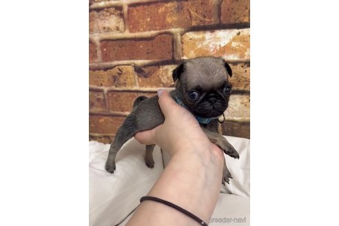 成約済の福岡県のパグ-253553の10枚目