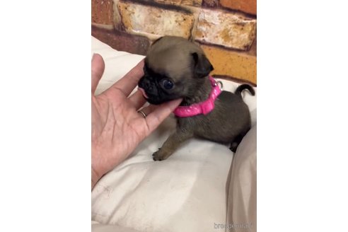 成約済の福岡県のパグ-253557の1枚目