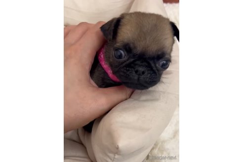 成約済の福岡県のパグ-253557の2枚目