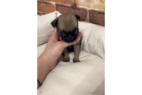 成約済の福岡県のパグ-253557の3枚目