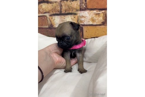 成約済の福岡県のパグ-253557の4枚目