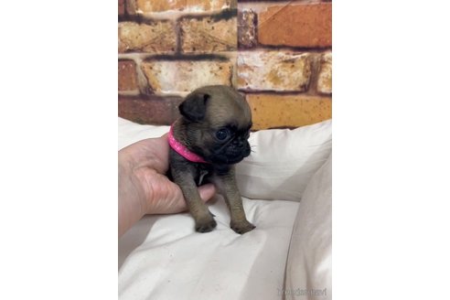 成約済の福岡県のパグ-253557の5枚目