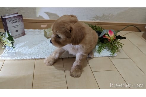 成約済の広島県のチワプー:チワワ×トイプードル-246604の99枚目