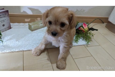 成約済の広島県のチワプー:チワワ×トイプードル-246604の91枚目