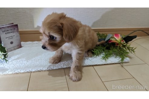 成約済の広島県のチワプー:チワワ×トイプードル-246604の89枚目