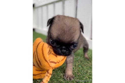 成約済の福岡県のパグ-253558の7枚目