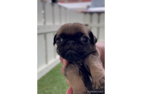 成約済の福岡県のパグ-253558の8枚目