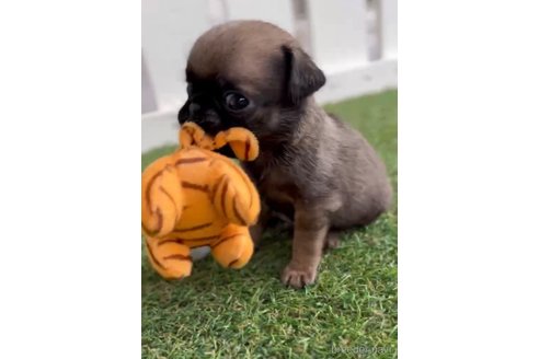 成約済の福岡県のパグ-253558の9枚目